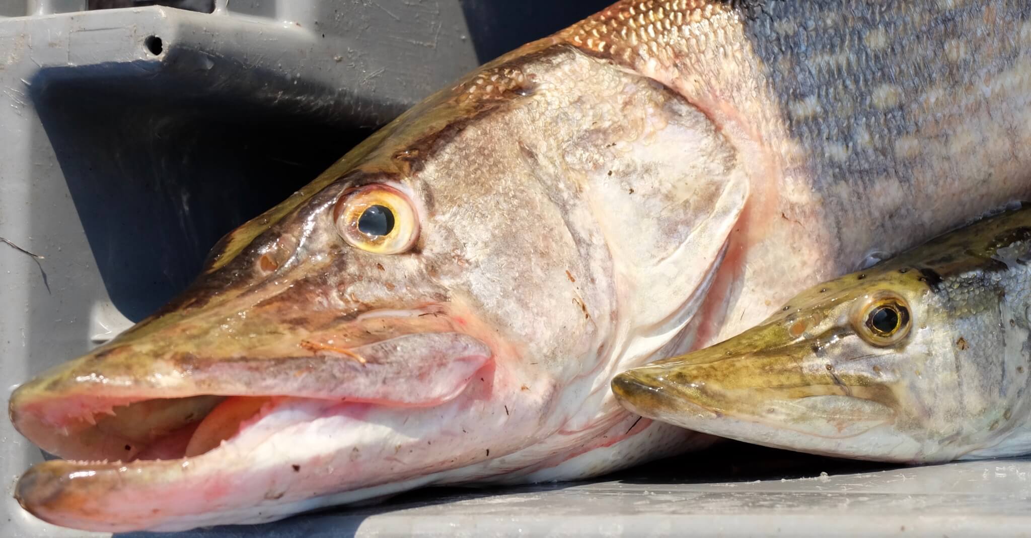 Brochet en croûte de sel au beurre blanc