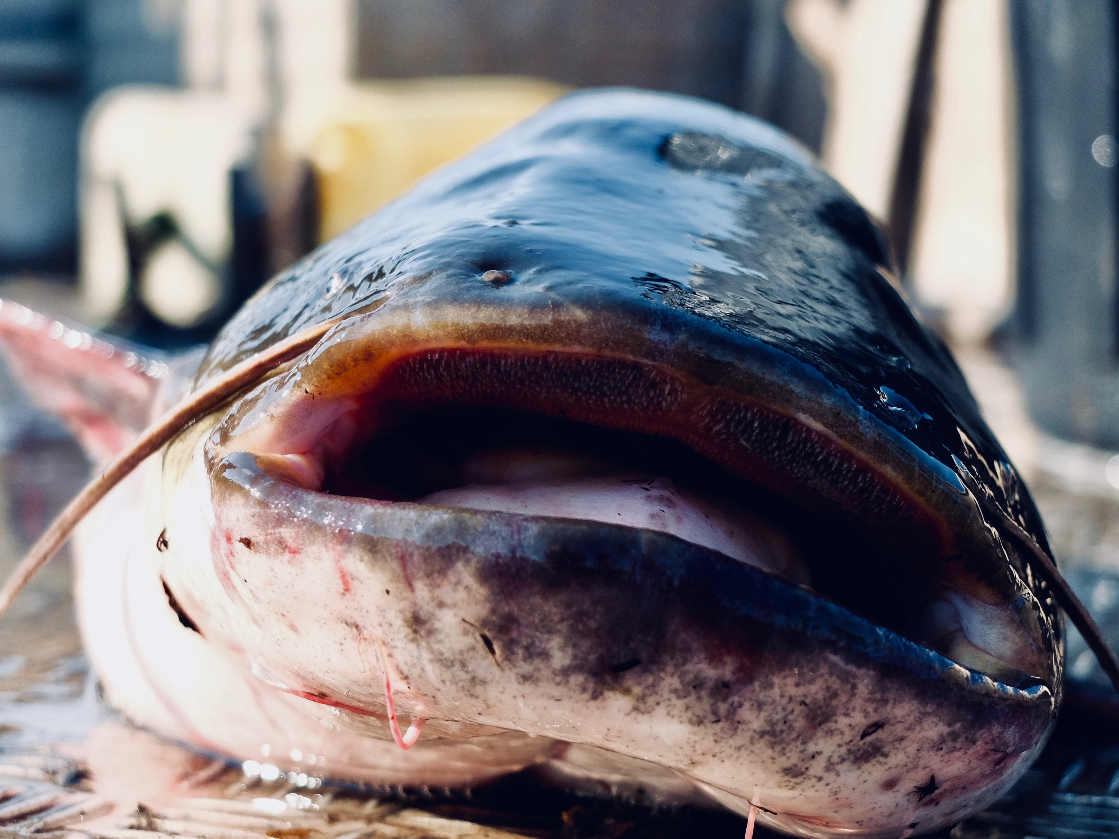 Les poissons blancs - Fédération de pêche des Bouches du Rhône