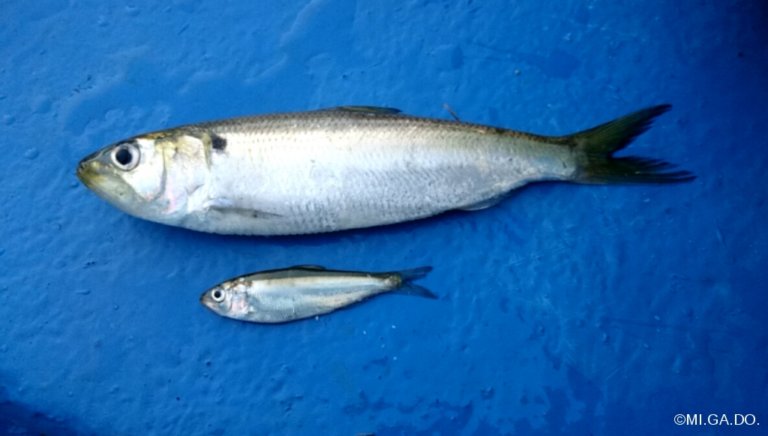 L’alose – Le Pêcheur Professionnel