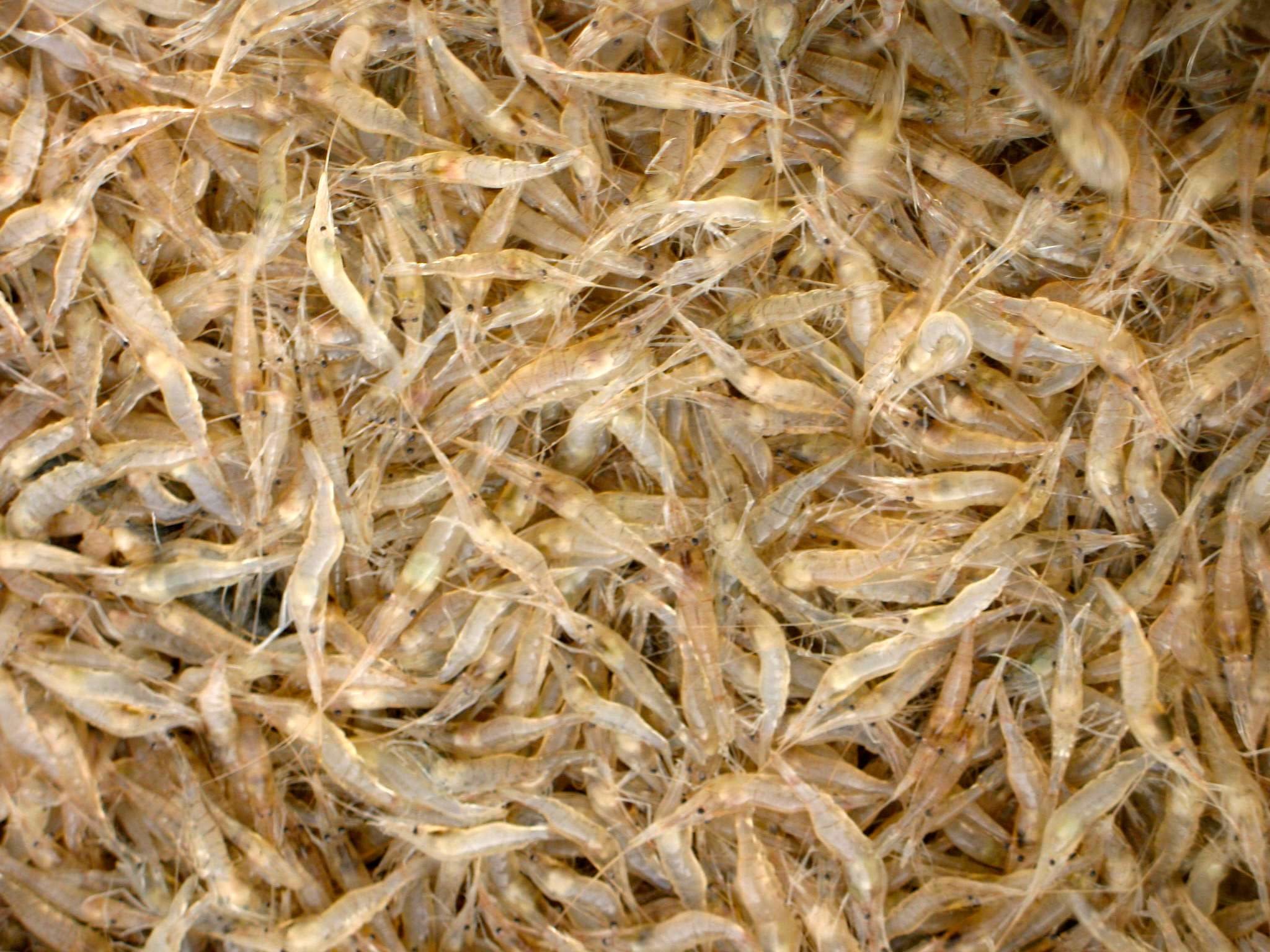 Crevettes blanches aux épices