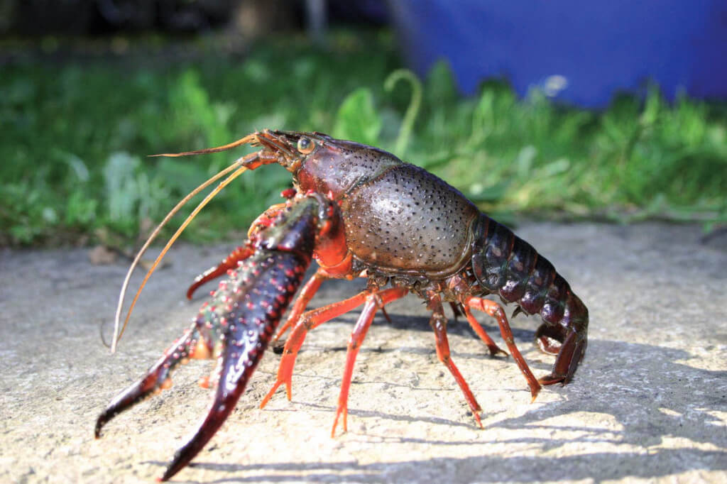 L’écrevisse Le Pêcheur Professionnel