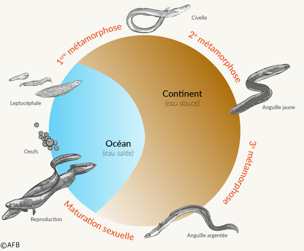 L’anguille Le Pêcheur Professionnel