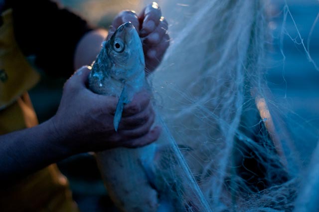 Soie de pêche à la mouche naturelle DT7 - Sport & Plein air