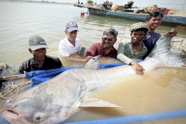 CR Mekong gisnt catfish 131kg Kampong Cham Mekong CR Mekong gisnt catfish 131kg Kampong Cham Mekong