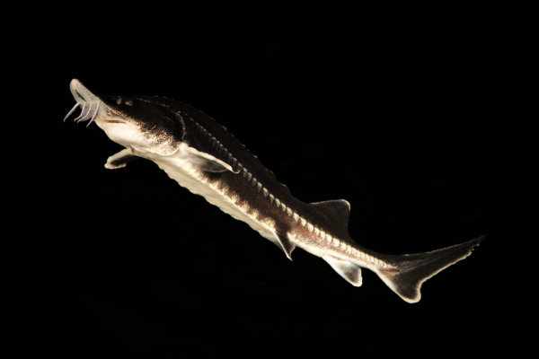 beluga sturgeon beluga sturgeon