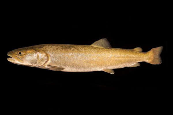 danube salmon danube salmon