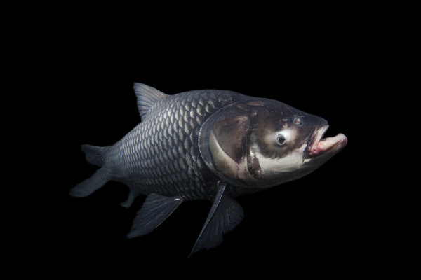 giant carp RAW 5 IMG_3855 giant carp RAW 5 IMG_3855
