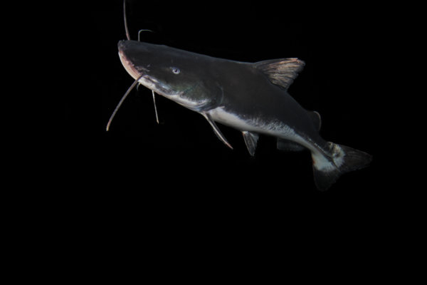 piraiba piraiba