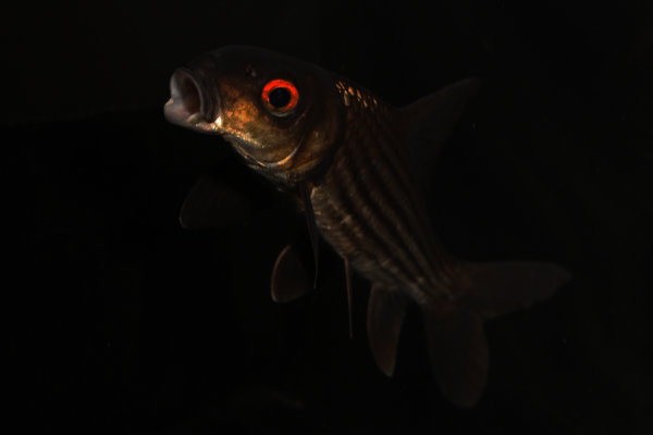 seven striped barb 1 sept 19 2012 seven striped barb 1 sept 19 2012